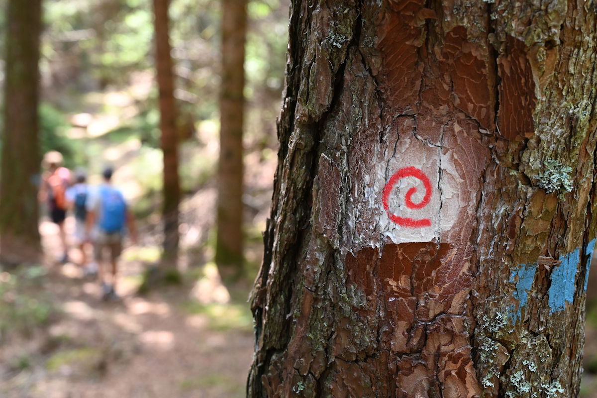 Forest bathing in Val di Fiemme